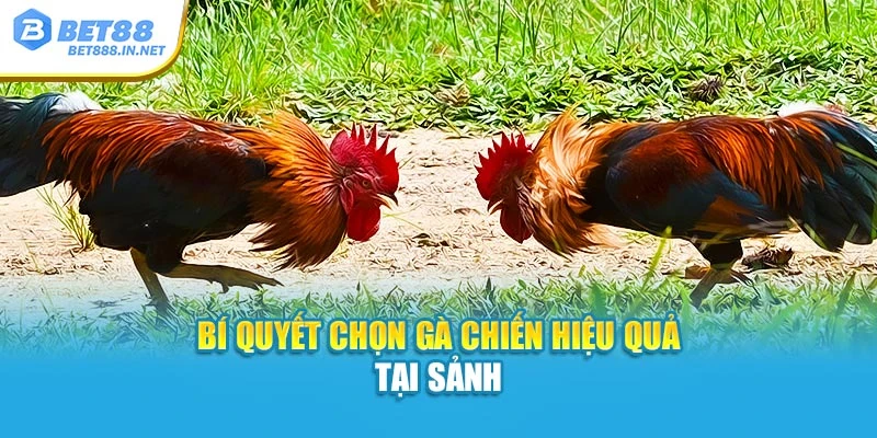 Bí quyết chọn gà chiến hiệu quả tại sảnh