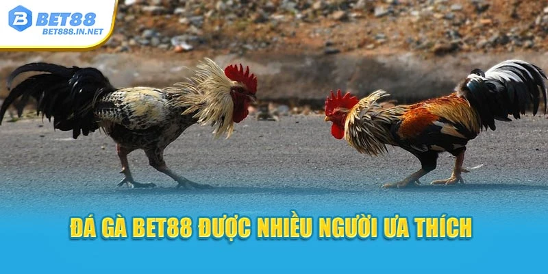 Đá gà Bet88 được nhiều người ưa thích