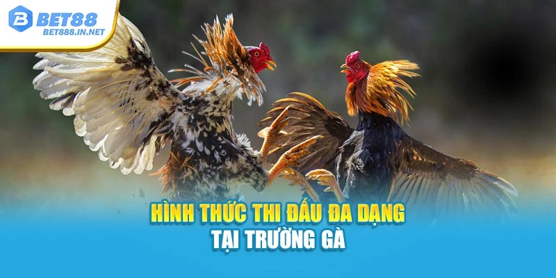 Hình thức thi đấu đa dạng tại trường gà