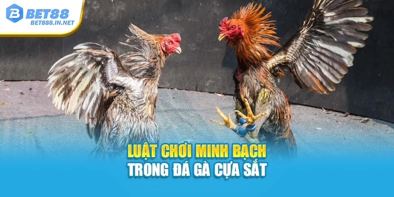 Luật chơi minh bạch trong đá gà cựa sắt
