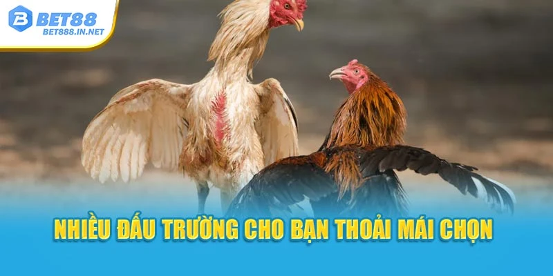 Nhiều đấu trường cho bạn thoải mái chọn 
