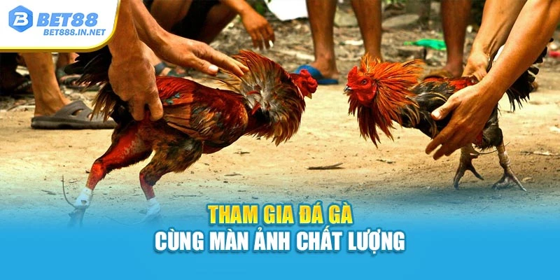 Tham gia đá gà cùng màn ảnh chất lượng