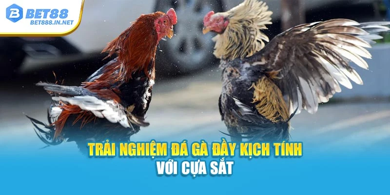 Trải nghiệm đá gà đầy kịch tính với cựa sắt