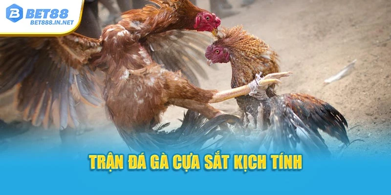 Trận đá gà cựa sắt kịch tính