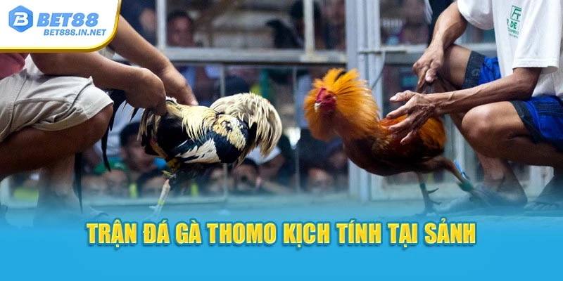 Trận đá gà Thomo kịch tính tại sảnh