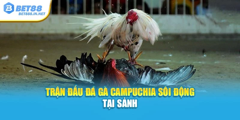 Trận đấu đá gà Campuchia sôi động tại sảnh